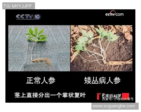 安养人参与仁川大象的奇妙对话与文化交融探秘